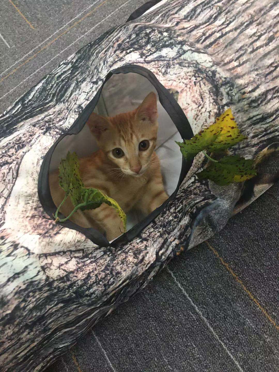 3-5 Pattern Tunnel for Pets